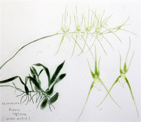 Elizabeth Blackadder (1931-) Spider Orchid, Orchidaceae Brassia Verrucosa 1993, overall 20 x 24.75in.